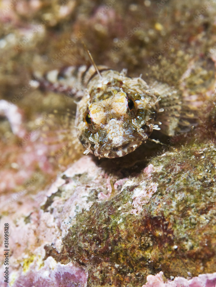 Obraz premium Sculpin