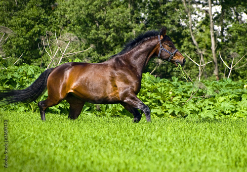 running bay horse in green meadow
