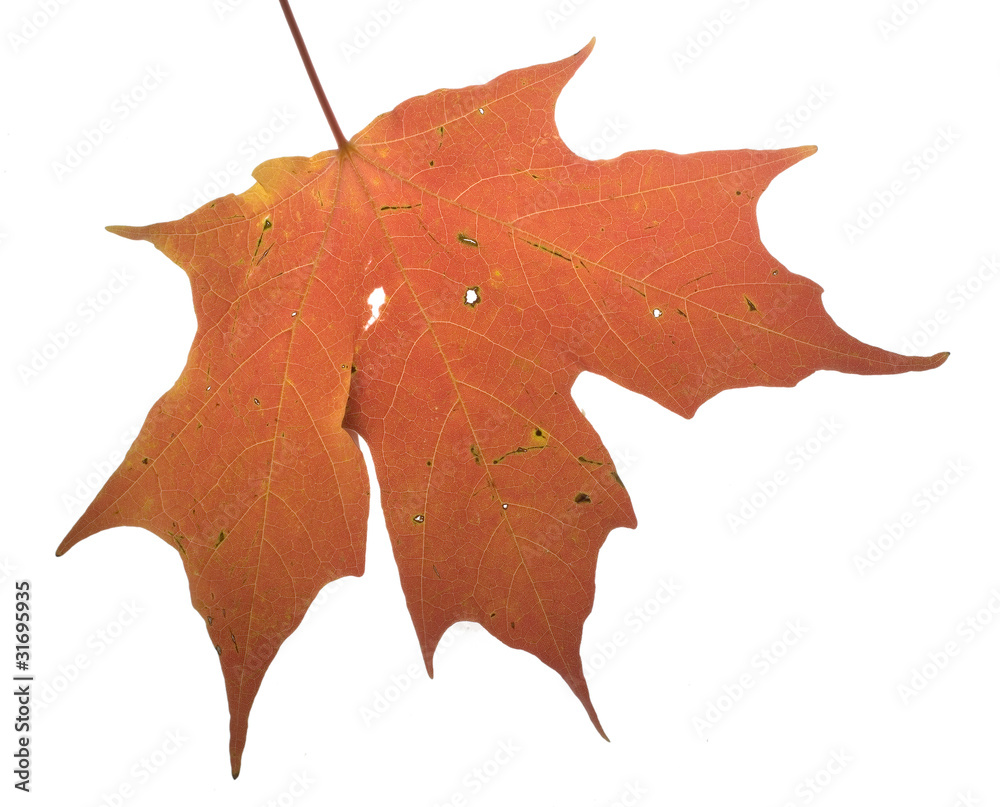 Fototapeta premium Isolated autumn leaf