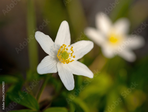 Anemone nemorosa