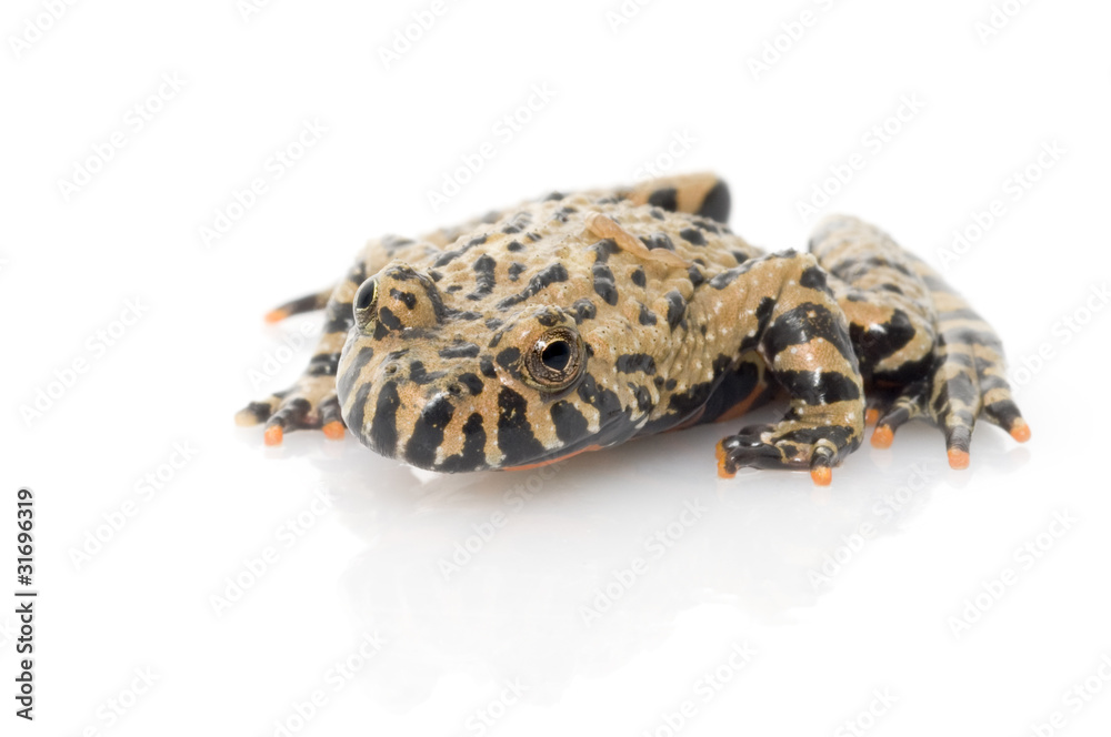 Belly Fire Toad against white background. Belly Fire Toad against white background.