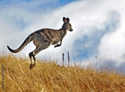 Kangaroo