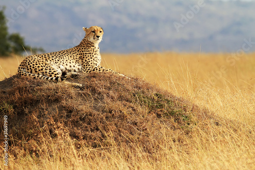 Cheetah on the Masai Mara in Kenya
