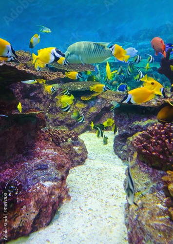 torpical fishes at Seoul Coex Oceanarium photo