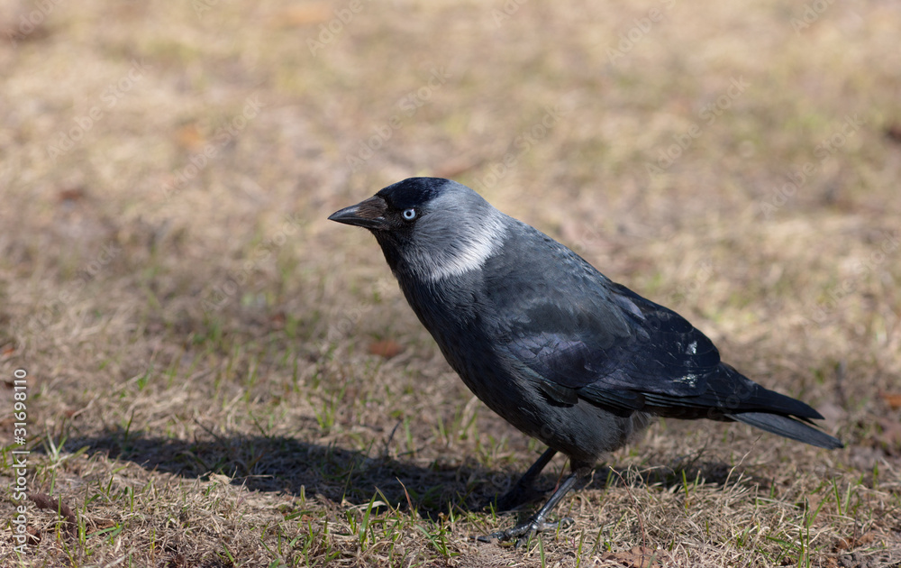 Portrait of a jackdaw Portrait of a jackdaw