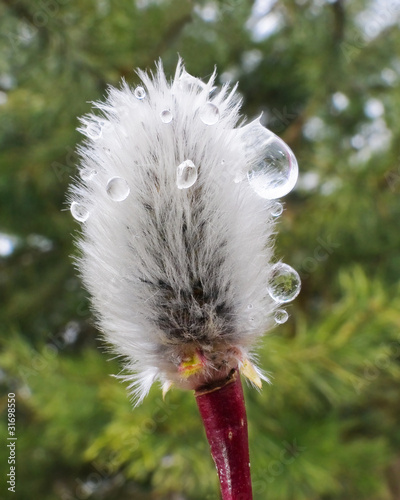 Photography Rain drops on a pussy