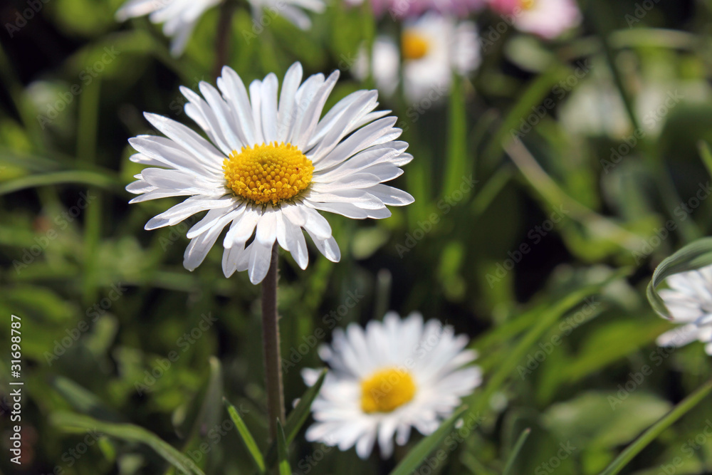 Obraz premium Daisies