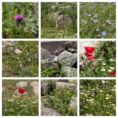 Fototapeta Naklejka Na Ścianę i Meble -  Wildblumen