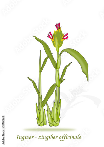 Ingwer Illustration