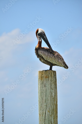 Pelican (Isla Mujeres, Mexico)