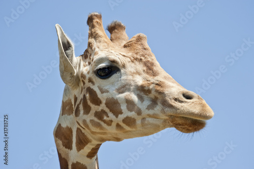 Girafe tête