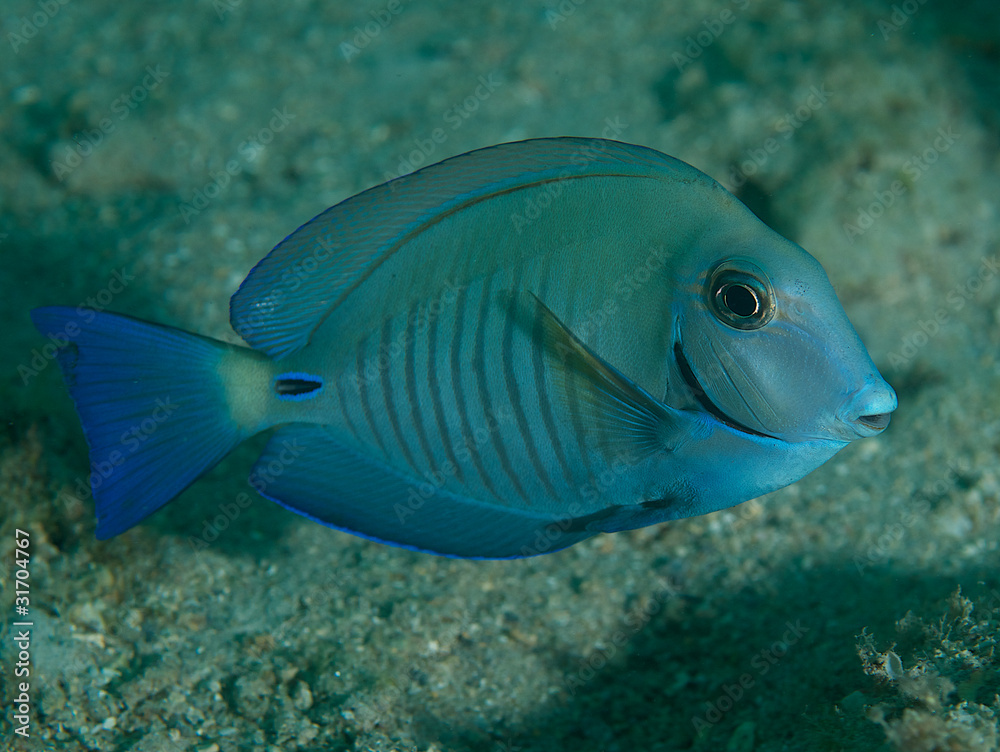 Doctorfish, picture taken in south east Florida.. Doctorfish, picture taken in south east Florida..