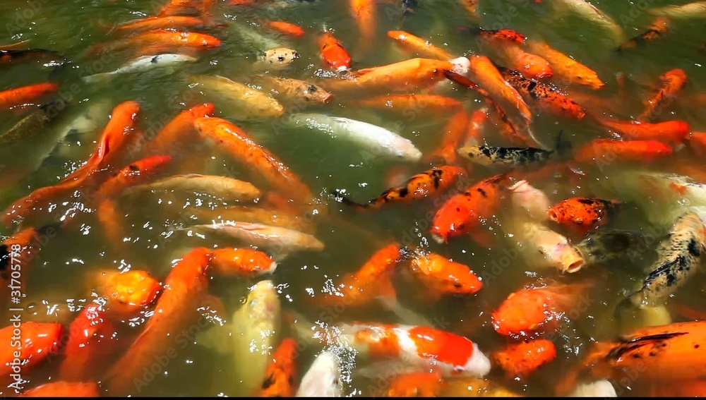 très nombreux poissons multicolores