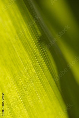 texture di macro di foglie verdi