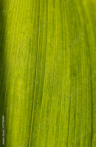 texture di macro di foglie verdi