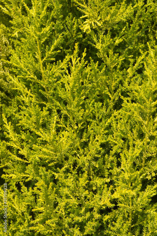 texture di macro di foglie verdi texture di macro di foglie verdi