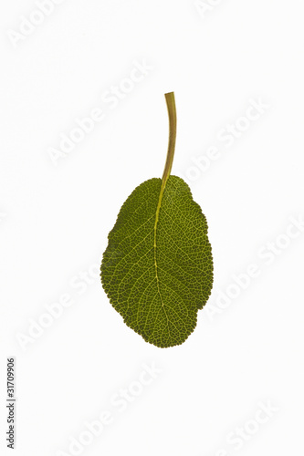 foglia su fondo bianco