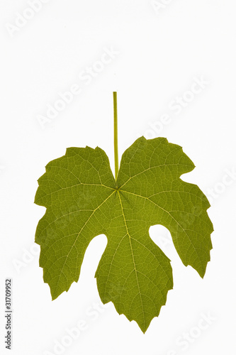 foglia su fondo bianco