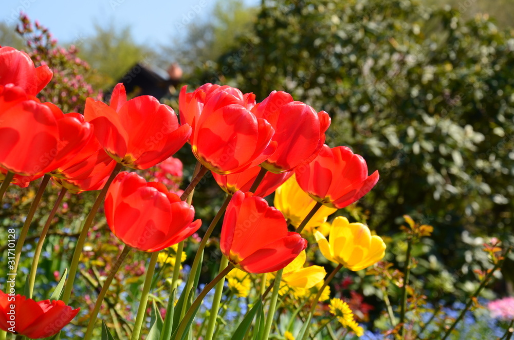 Obraz premium Rote Tulpen im Garten