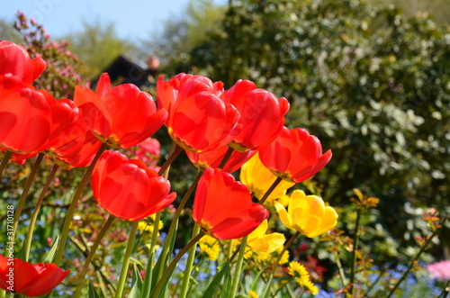 Rote Tulpen im Garten