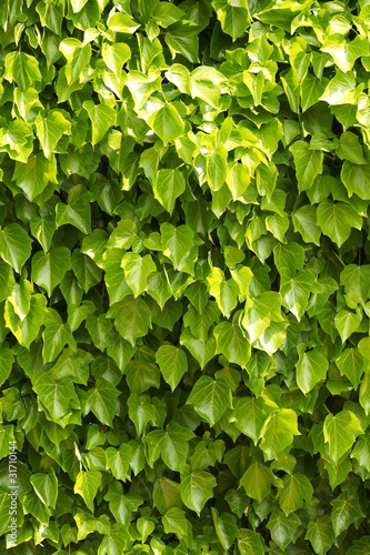 texture di macro di foglie verdi