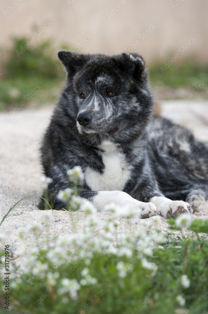 Akita Inu allongé sur le sable Akita Inu allongé sur le sable