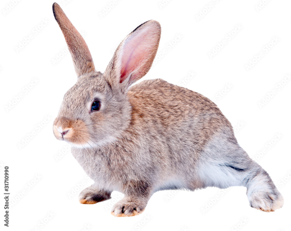 rabbit rabbit