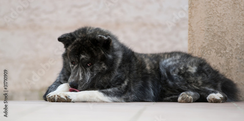 Εκτύπωση καμβά Akita Inu se faisant la toilette