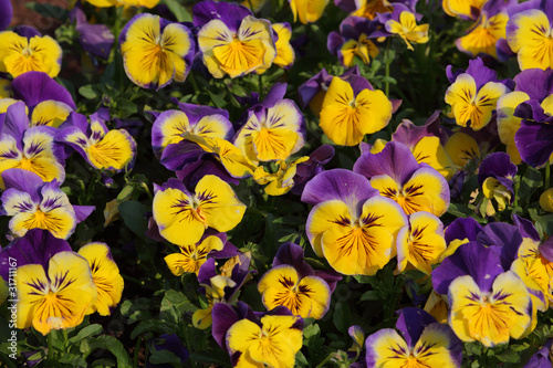 Bilde på lerret Colorful viola tricolor flowers in garden