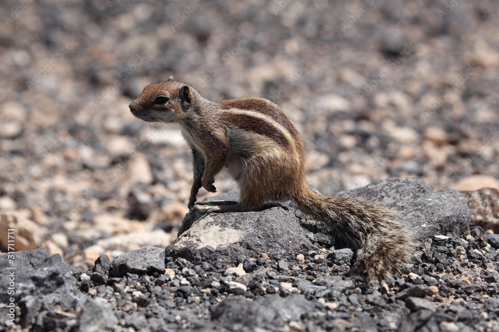Fototapeta premium Chipmunk on canary island Fuerteventura, Spain