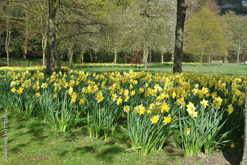 Daffodil laden English Country Garden