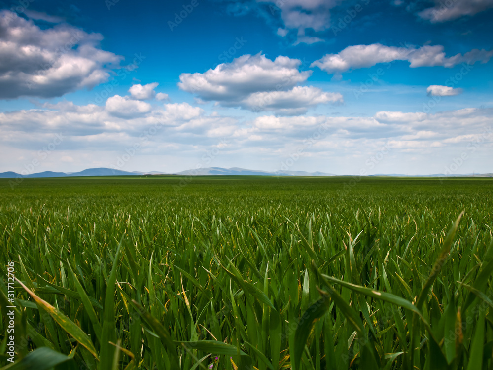 green field background