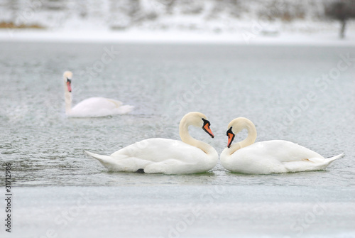 love and fidelity of the swans