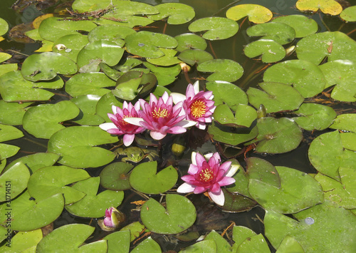 Pink water lilies and frog