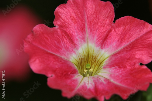 Red Petunia © Goran Jakus