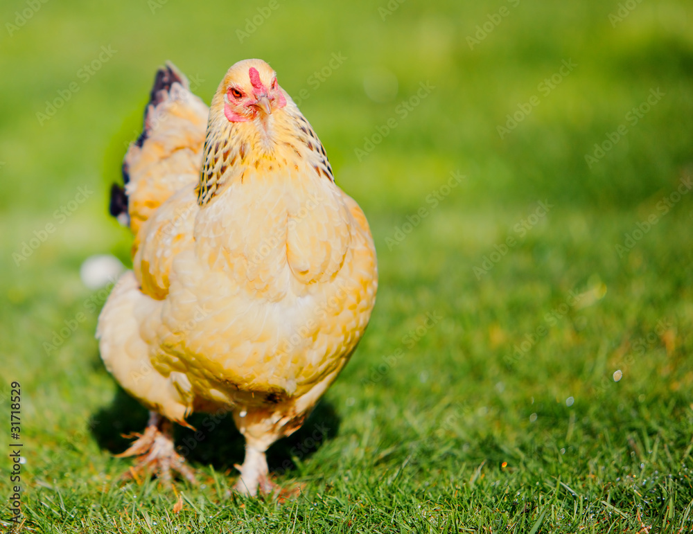 Fototapeta premium Proud walking Hen