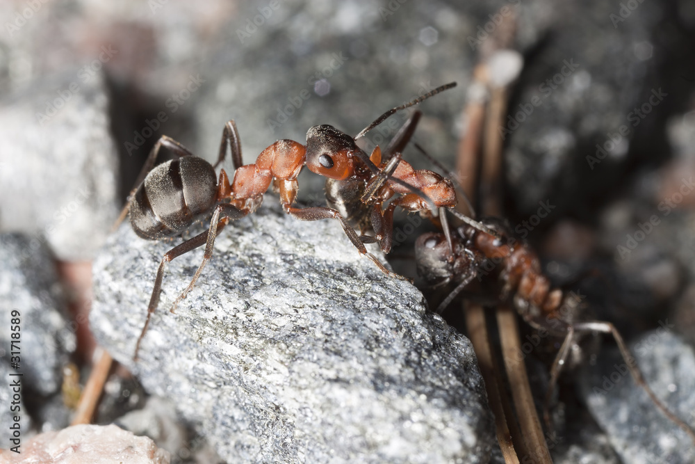 Wood ants (Formica rufa) pulling dead ant each side