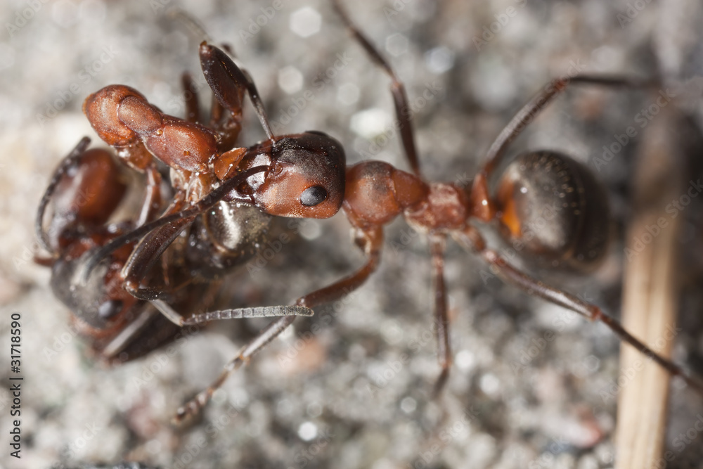 Wood ants (Formica rufa) carrying dead ant Wood ants (Formica rufa) carrying dead ant