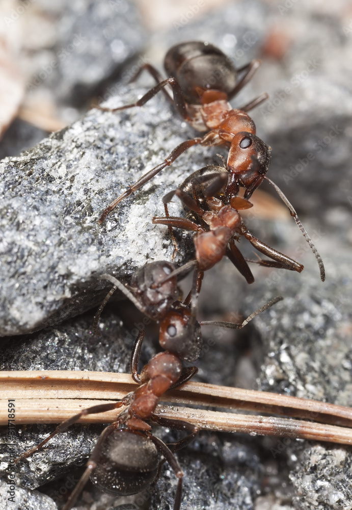 Wood ants (Formica rufa) pulling dead ant each side