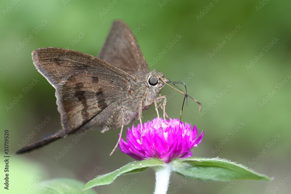 Obraz premium Potrillo Skipper