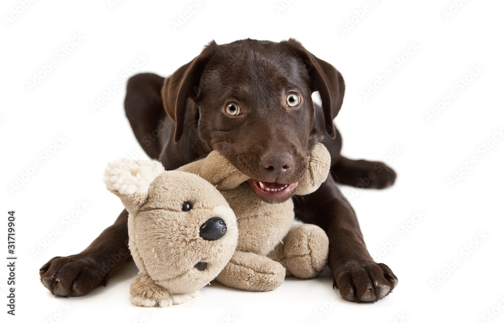 Fototapeta premium Puppy chewing toy