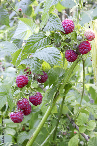 Raspberry berries
