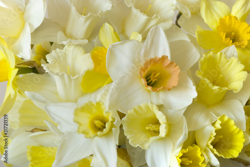 white daffodils