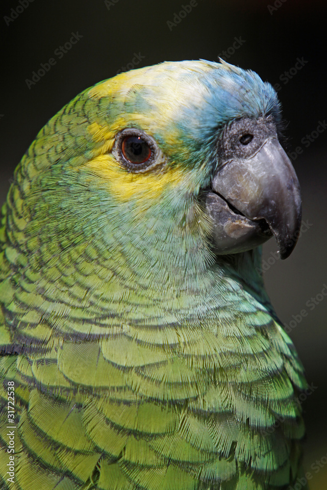 Blaustirnamazone StockFoto Adobe Stock