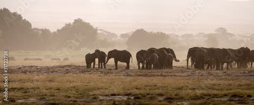 Elephants, Amboseli National Park