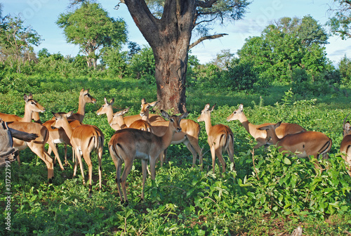 Fototapeta Naklejka Na Ścianę i Meble -  Group of Impala Antelopes in South Africa, wildlife shot