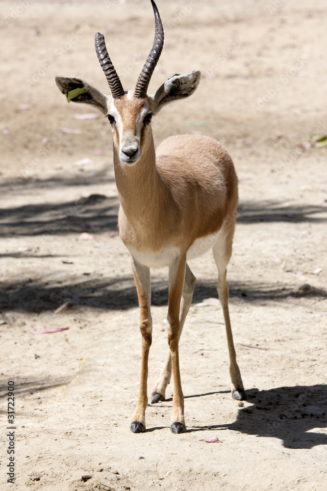 gazelle gazelle