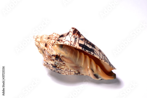 seashell isolated