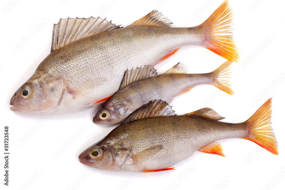 three redfish on a white background three redfish on a white background