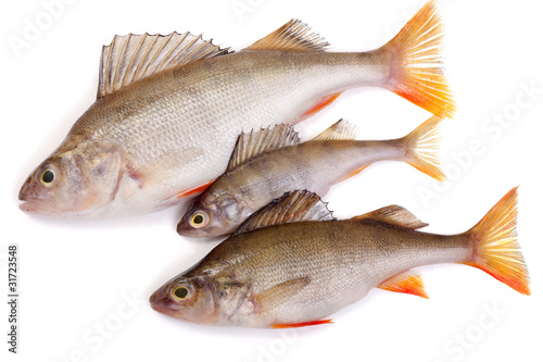 three redfish on a white background